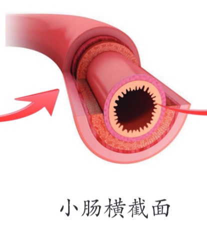 小肠横截面皱襞结构