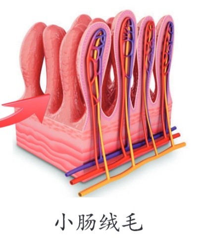小肠绒毛结构